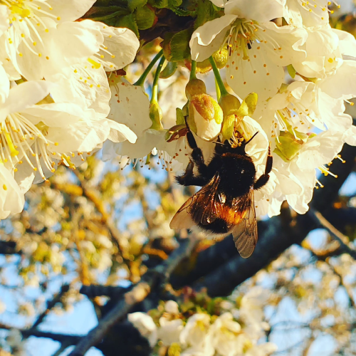 Unsere Streuobstwiesen - der Umwelt und den Insekten zuliebe